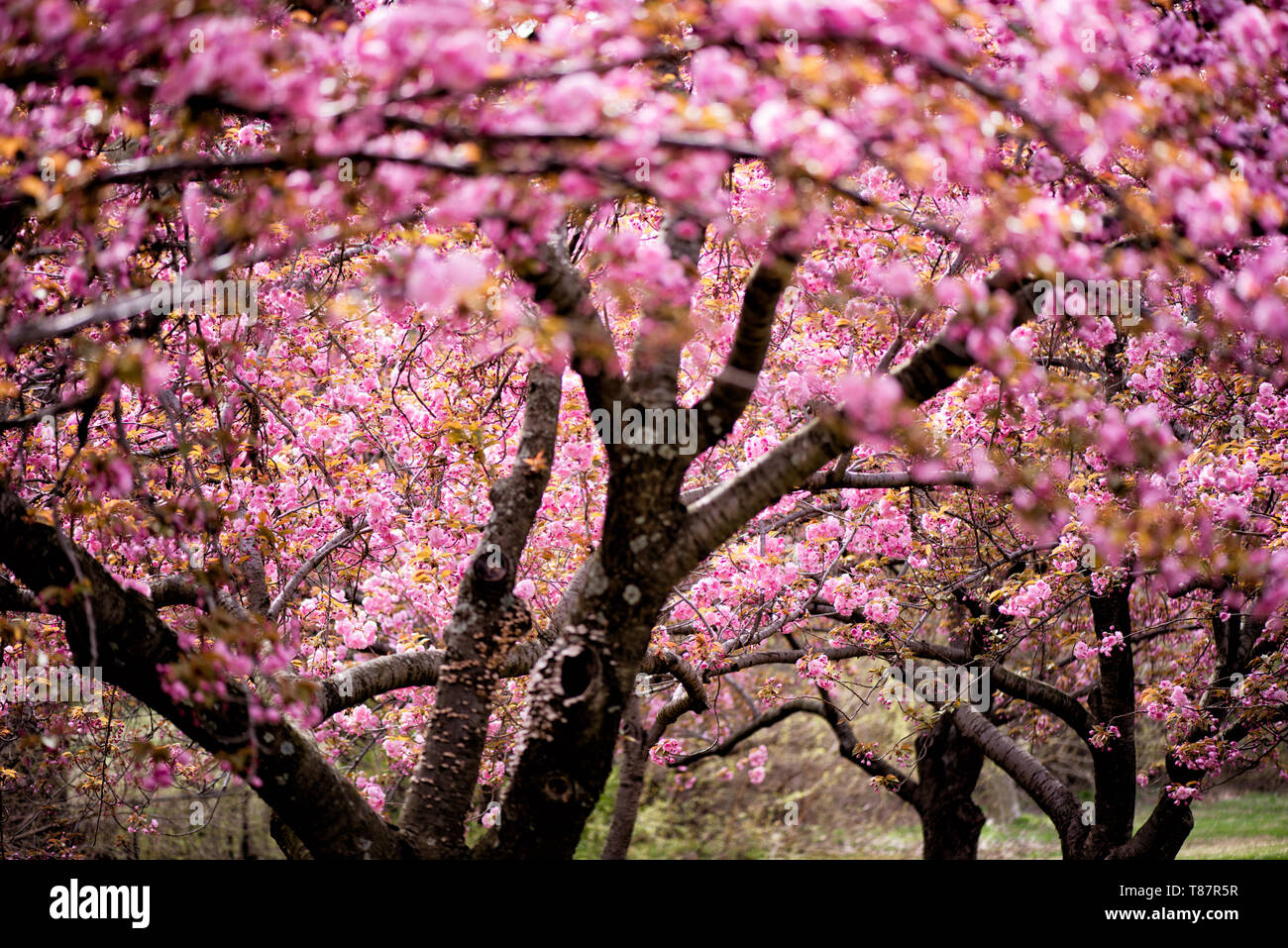 WASHINGTON DC — les cerisiers de Kwanzan affichent leurs fleurs roses profondes à double fleur dans le parc East Potomac. Cette variété ornementale à floraison ultérieure prolonge la saison de floraison des cerisiers de Washington au-delà de la floraison maximale des arbres Yoshino autour du Tidal Basin. Banque D'Images