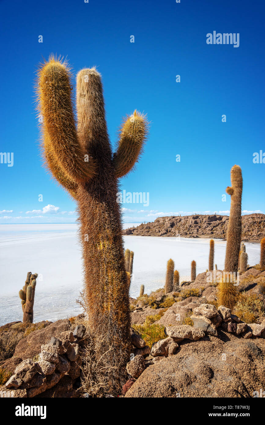 Cactus dans l'île de Incahuasi, Salar de Uyuni salt flat, Potosi, Bolivie Banque D'Images