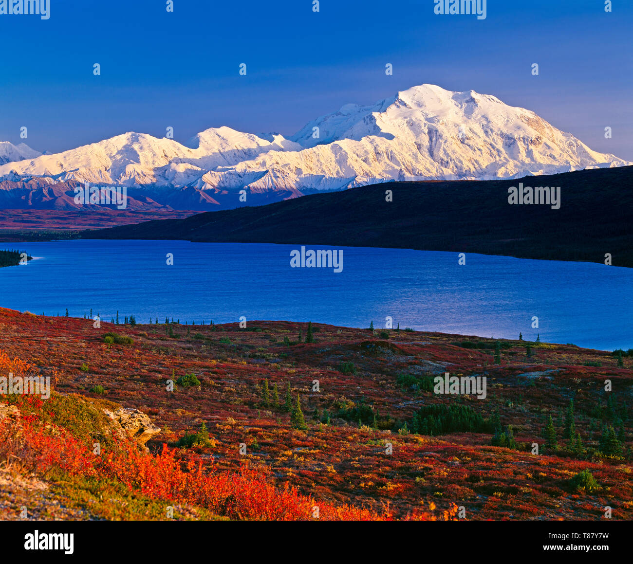 Mont McKinley (Denali) avec des couleurs d'automne rouges sur un ciel bleu clair avec le lac Wonder en face de la montagne, automne, Parc national Denali, Alaska Banque D'Images