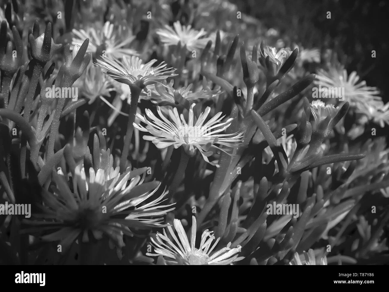 Un infrarouge noir et blanc photo de fleurs sur une usine à glace Banque D'Images