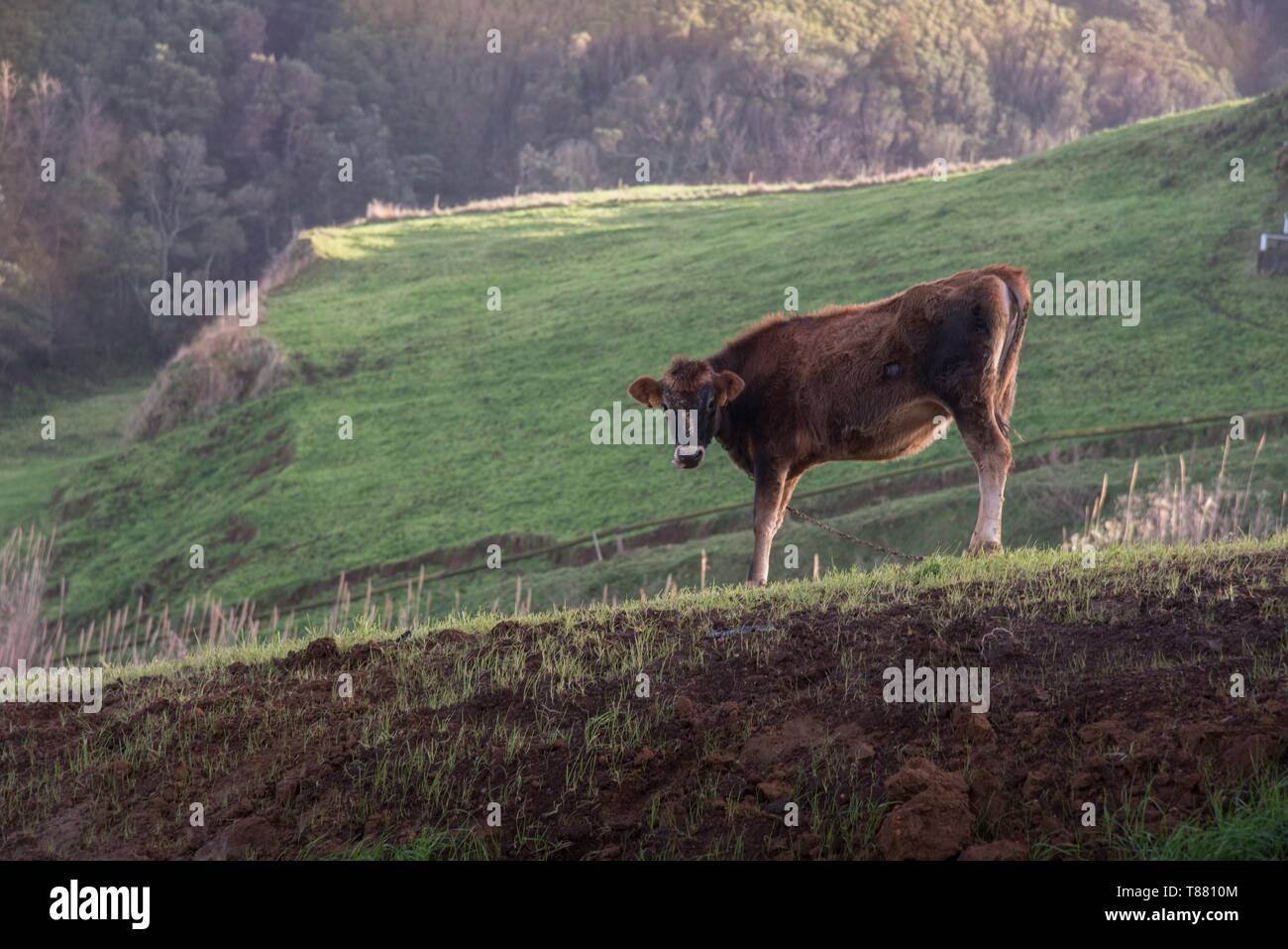 Vache sur une pente Kuh am Hang Banque D'Images