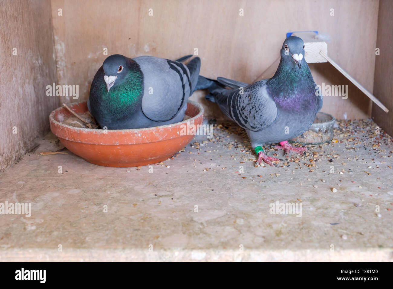 Un couple de pigeons voyageurs à leur nid Banque D'Images