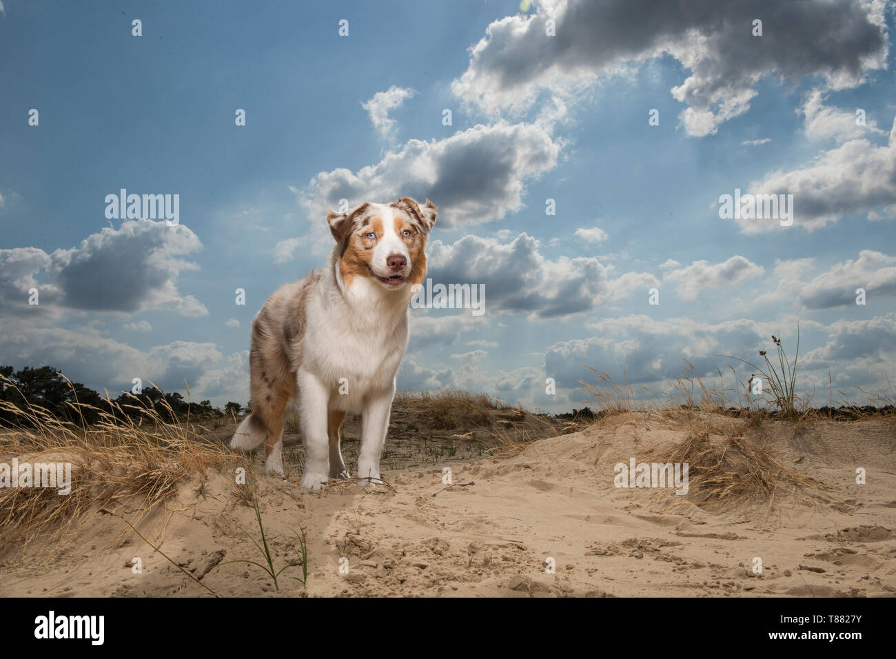 Australian shephers debout vu de l'avant dans les dunes de sable sur une journée ensoleillée Banque D'Images