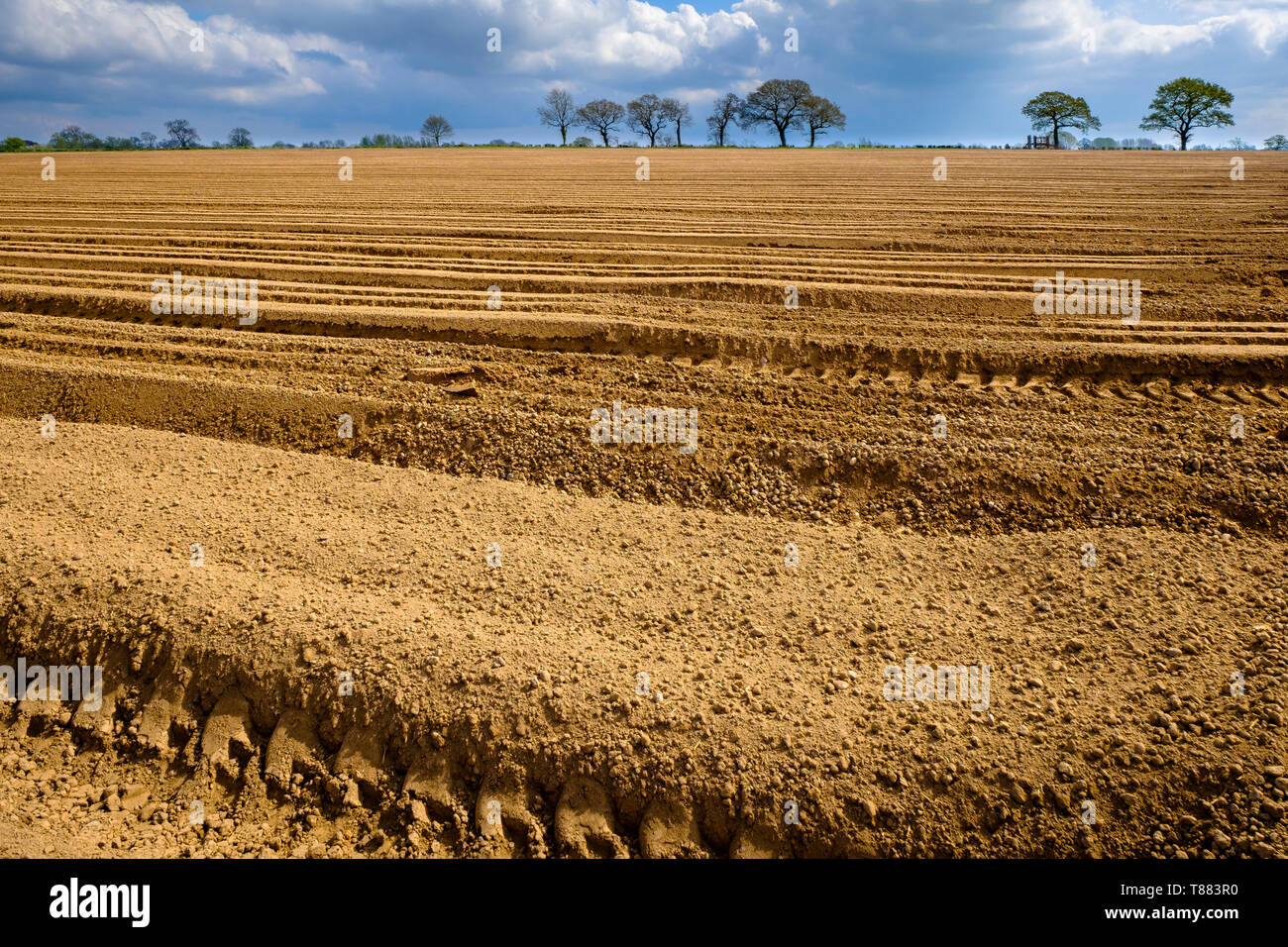 Neat furrows laissés dans un champ après la plantation de pommes de terre. Banque D'Images