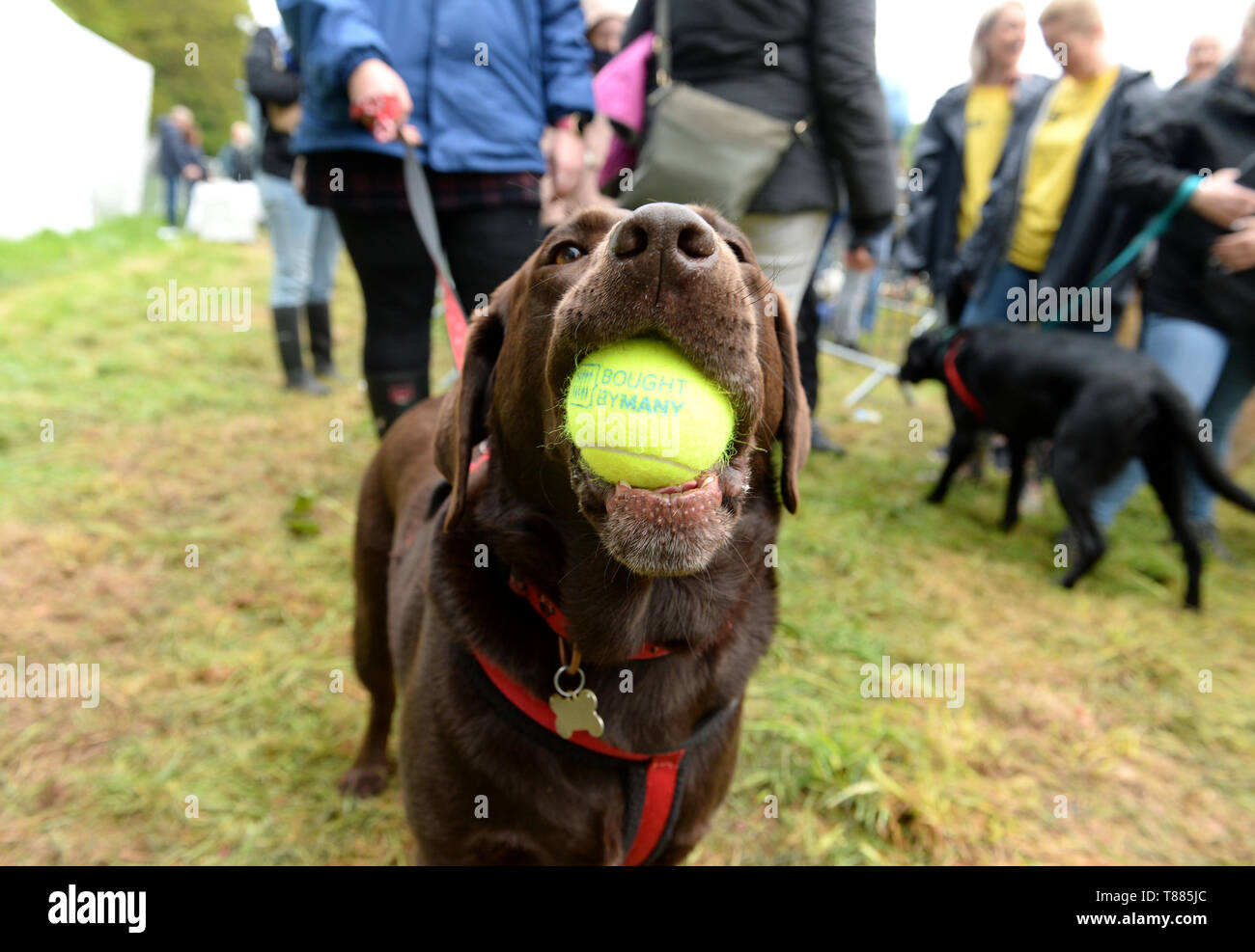 Willow appréciant le premier jour de DogFest 2019 à Knebworth House dans Hertfordshire. Banque D'Images