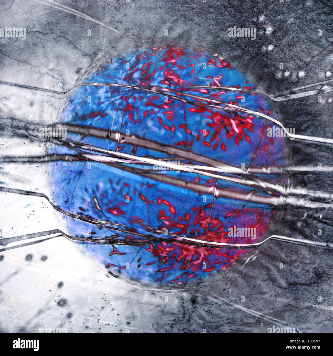 Télécharger gratuitement Images Planet Rose Photos Planet Rose Images Alamy le plus cool salutations