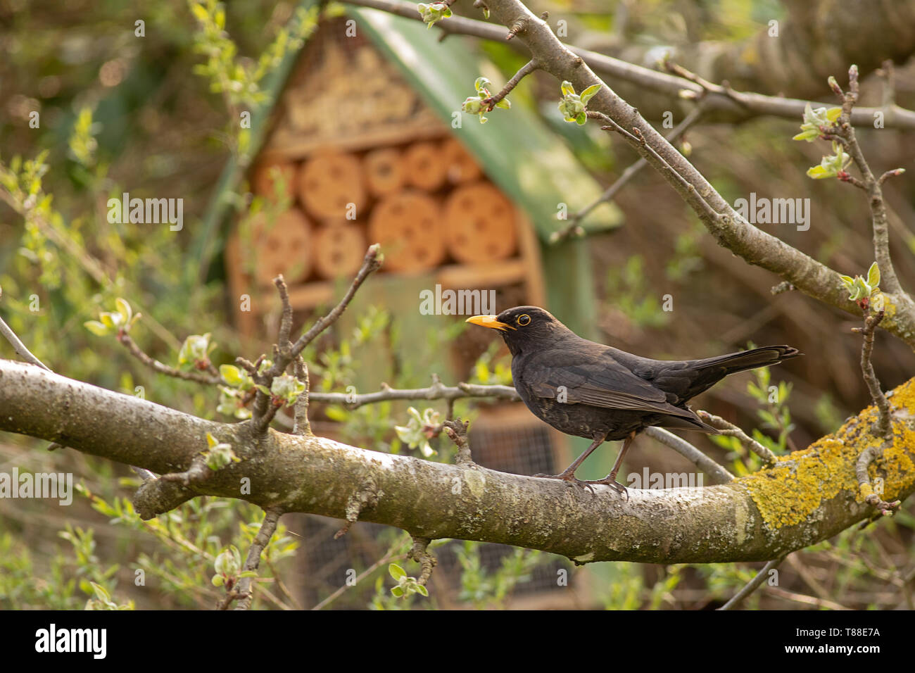 Blackbird se percher dans un arbre d'Apple à l'arrière-plan un abri pour les insectes Banque D'Images