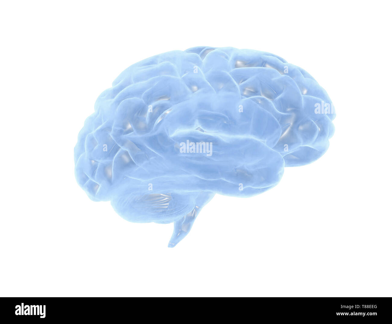 Cerveau humain. Peinture numérique abstraite sur fond blanc Banque D'Images