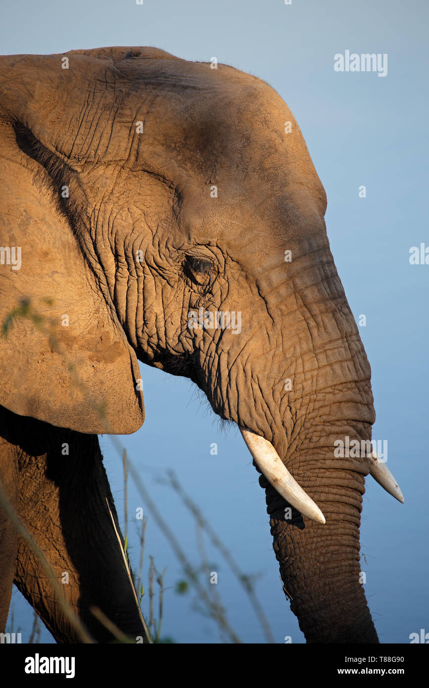 Portrait de l'éléphant africain (Loxodonta africana), Kruger National Park, Afrique du Sud Banque D'Images