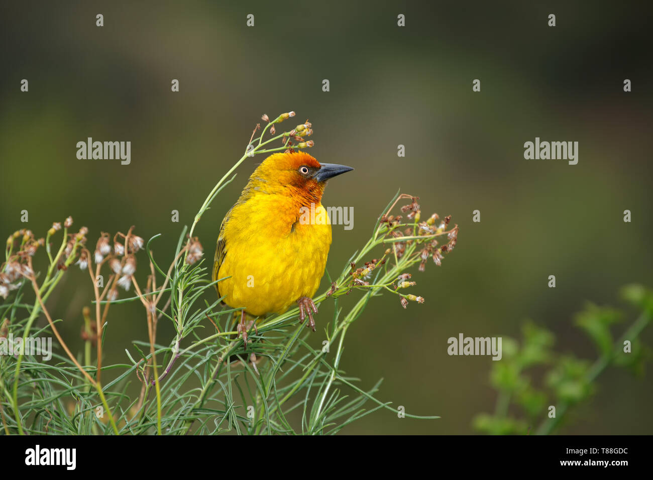 Homme Cape weaver (Ploceus capensis) perché sur une plante, Afrique du Sud Banque D'Images