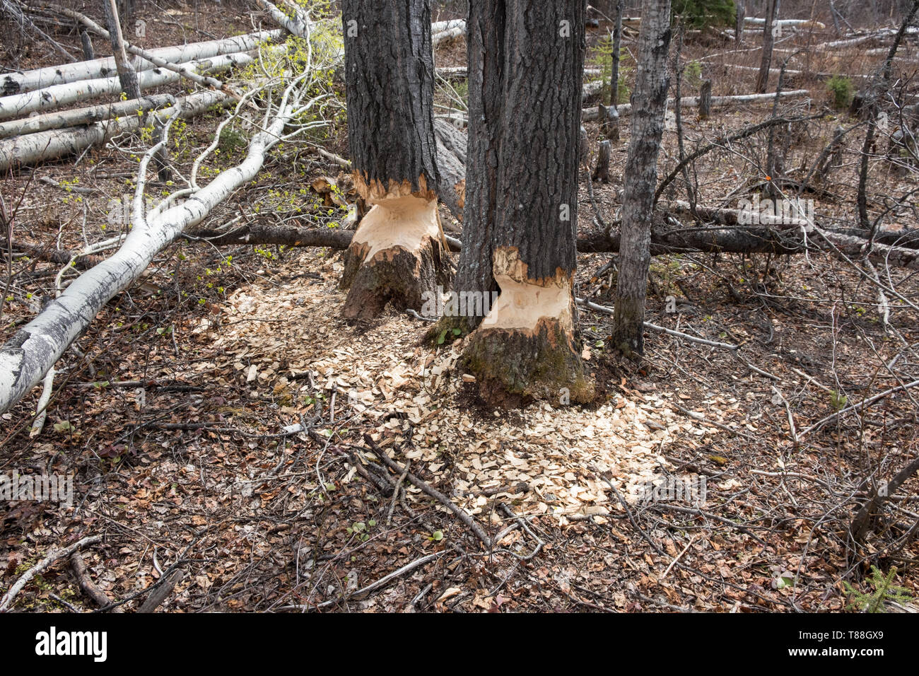 Deux arbres montrant des signes de castor (Castor canadensis). Le castor est en train de gruger les troncs des arbres en orde Banque D'Images