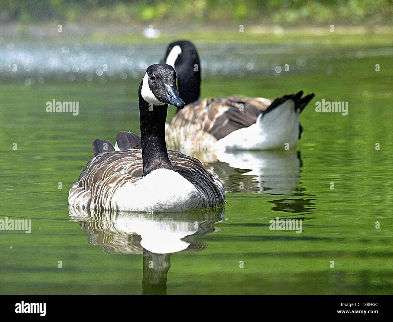 Deux des oies dans un étang de natation Banque D'Images