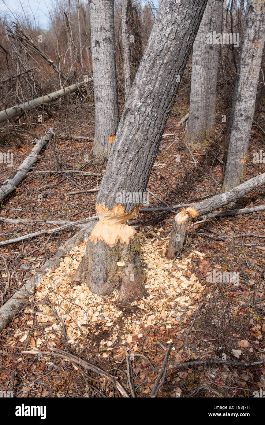 Un peuplier montrant des signes de castor (Castor canadensis). Le castor est en train de gruger le tronc de l'arbre afin de Banque D'Images