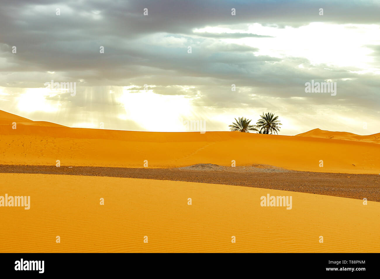 Dunes de sable et de palmiers dans le désert du Sahara, Maroc Banque D'Images