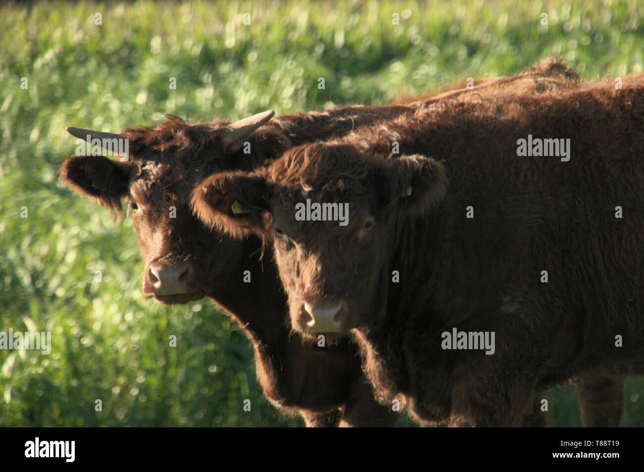 Aberdeen Angus cattle dans un pré près de Rapperswil, Suisse Banque D'Images