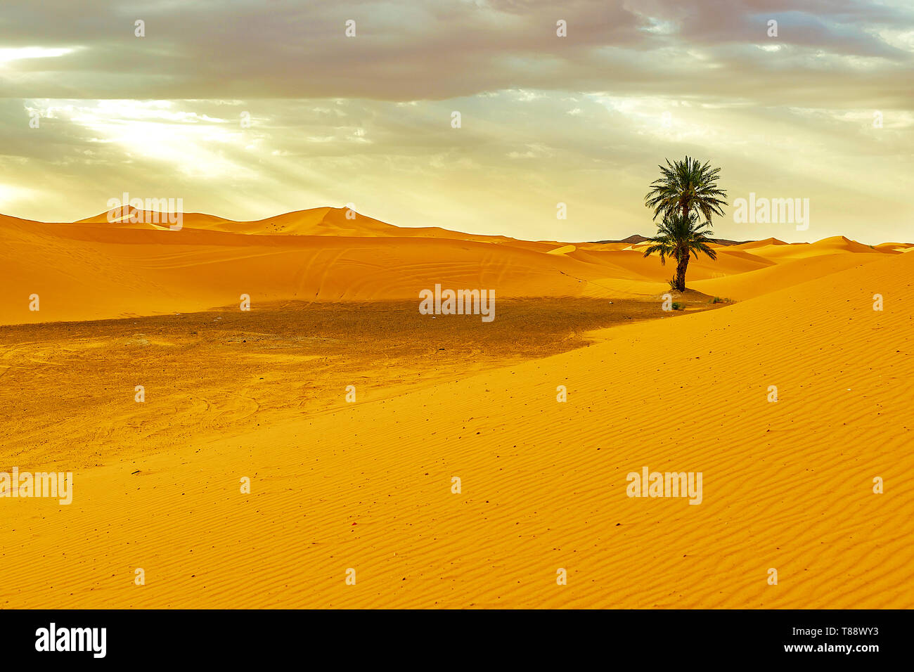 Dunes de sable et de palmiers dans le désert du Sahara, Maroc Banque D'Images