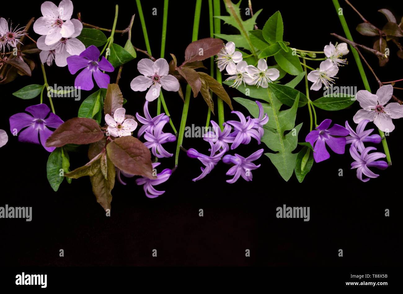 Fond noir avec de délicates fleurs de printemps, jacinthes, violettes pervenche, grappes de fleurs de cerisiers et pruniers Banque D'Images