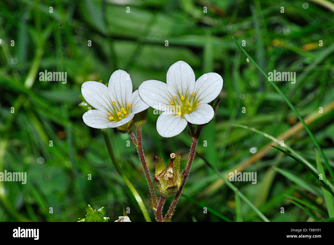 Prairie,Saxifrage Saxifraga granulata, pousse sur les crêtes rocheuses, les prairies, les taillis et les pâturages.Fleurs mai-juin.mise en danger : quasi menacée.Warminster, Banque D'Images