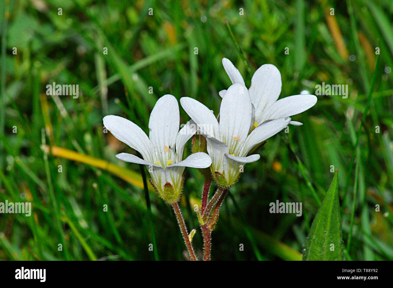 Prairie,Saxifrage Saxifraga granulata, pousse sur les crêtes rocheuses, les prairies, les taillis et les pâturages.Fleurs mai-juin.mise en danger : quasi menacée.Warminster, Banque D'Images
