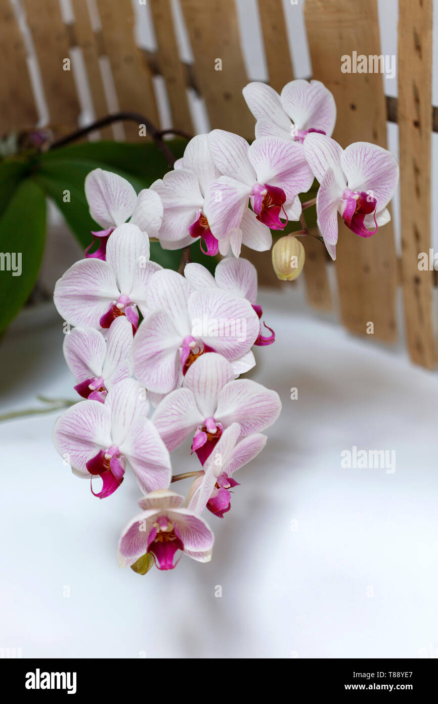 La lumière des fleurs orchidée, fleur Photo Stock - Alamy