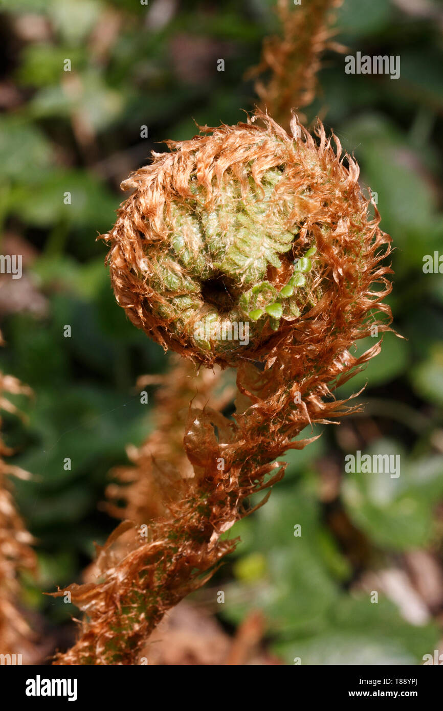 Une fronde de fougère arbre rugueux, Dicksonia squarrosa, déployant. Les spirales de natures. Banque D'Images