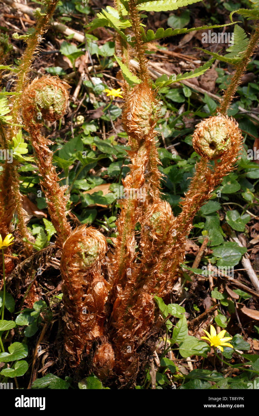 Une fronde de fougère arbre rugueux, Dicksonia squarrosa, déployant. Les spirales de natures. Banque D'Images