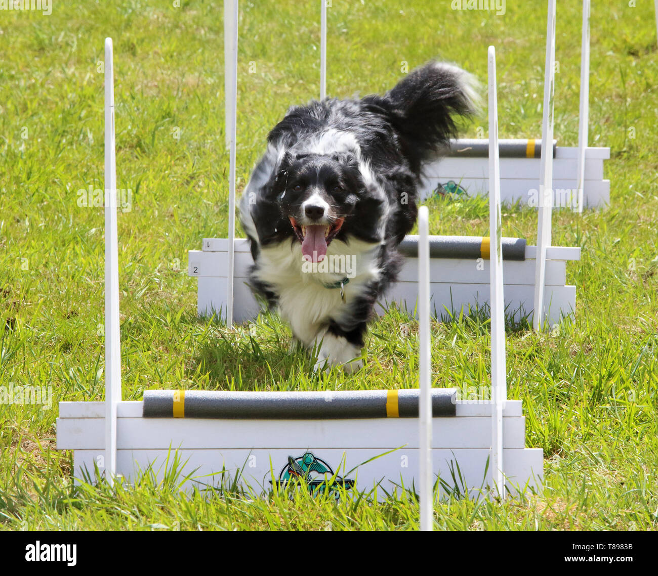 Knebworth Park, Royaume-Uni. Le 11 mai, 2019. Un chien de la constater pendant l'Dogfest Flyball 2019 à Knebworth Park. Credit : Keith Mayhew SOPA/Images/ZUMA/Alamy Fil Live News Banque D'Images