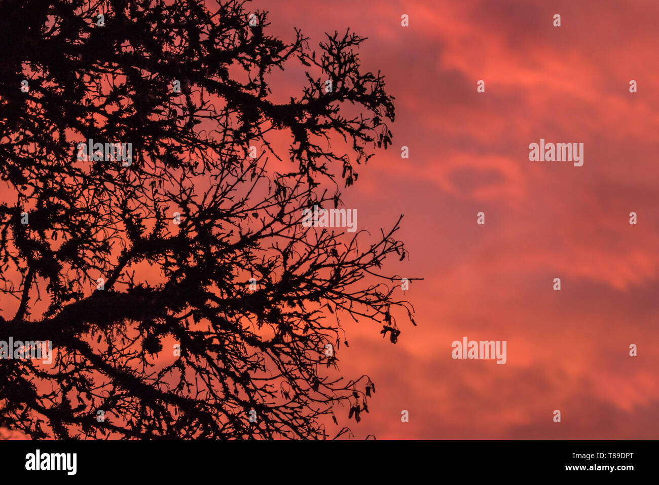 Un sihourtte d'un moss-laden tree contre un ciel rempli de belle rose, orange et rouge nuages à coucher du soleil le jour de l'hiver sur la côte ouest de la ca Banque D'Images