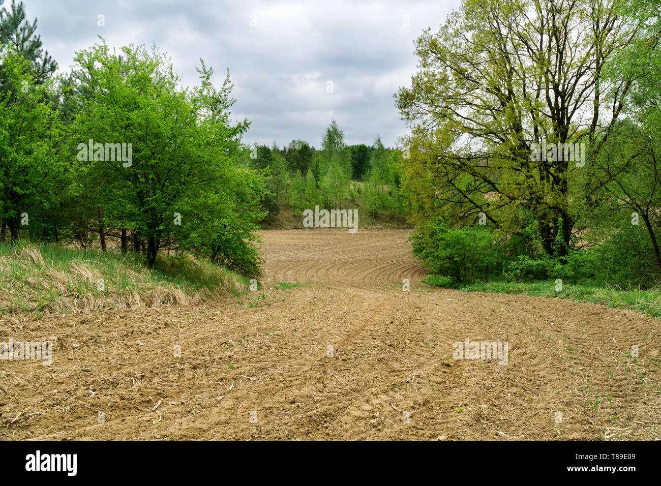 Printemps paysage rural en Pologne. Champ fraîchement labourés, sillons, feuilles vertes dans les arbres, forêt en arrière-plan, ciel nuageux. Banque D'Images