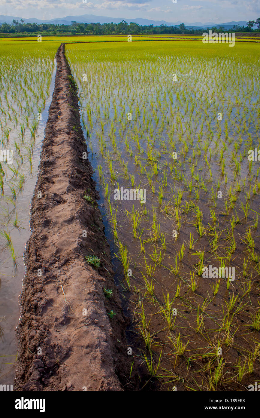 L'agriculture et de champ de riz Banque D'Images