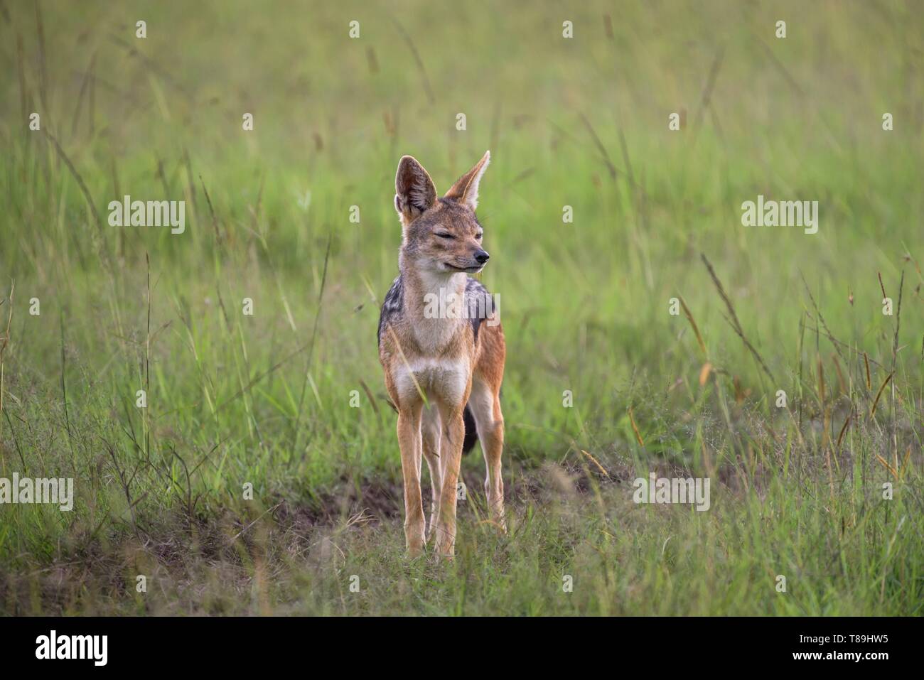 Au Kenya, le comté de Narok, Masai Mara National Reserve, l'absence de secours jackal Banque D'Images