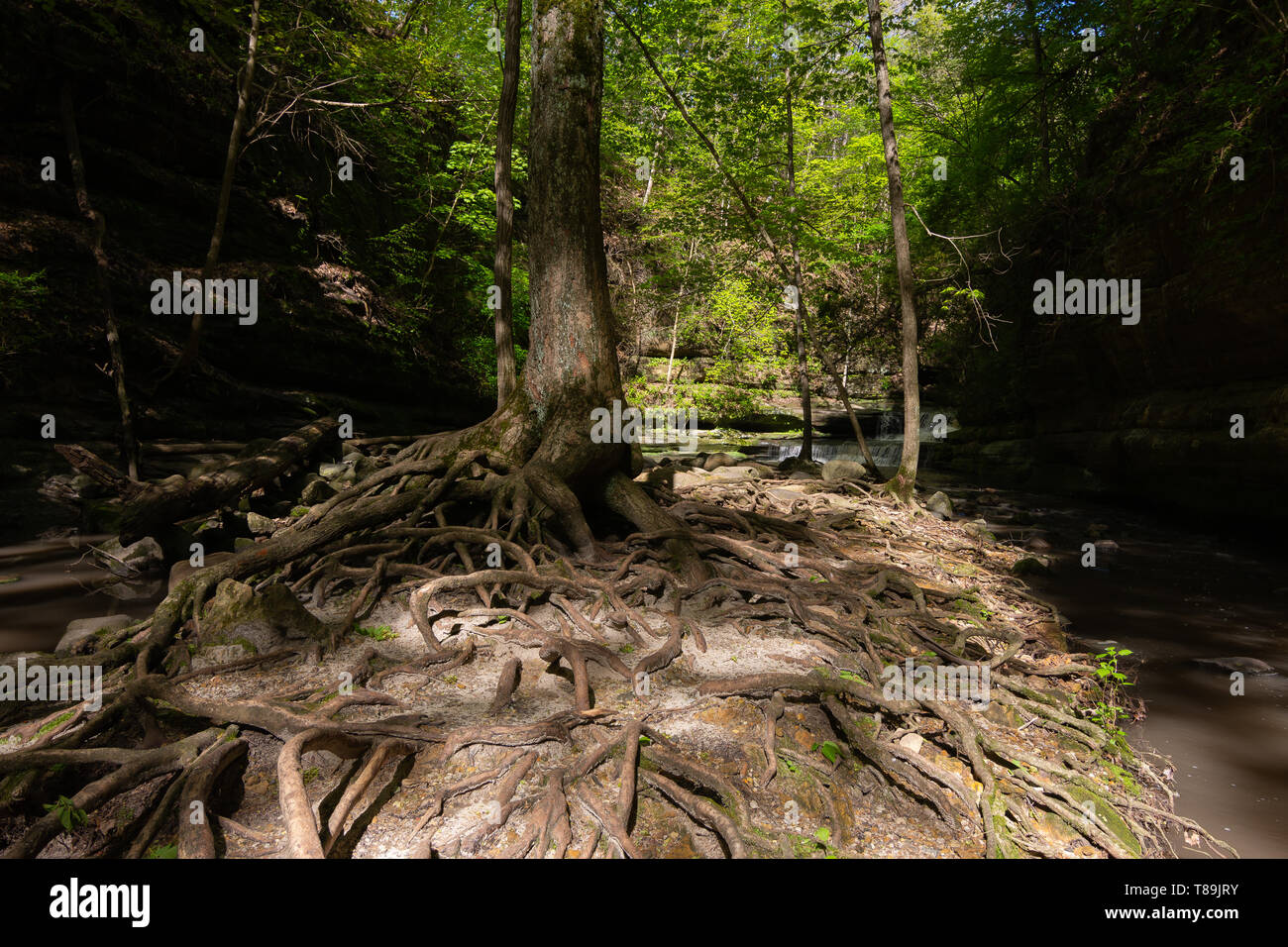 Les racines des arbres exposés dans Matthiessen State Park sur un matin de printemps. Banque D'Images