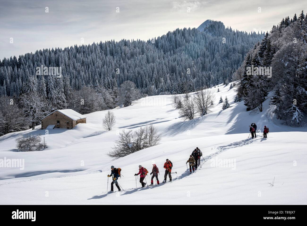 France, Jura, GTJ Grande Traversée du Jura en raquettes, sur le côté de la charge Lion et le hameau de Magras, groupe de randonneurs et la crête de Chalam Banque D'Images