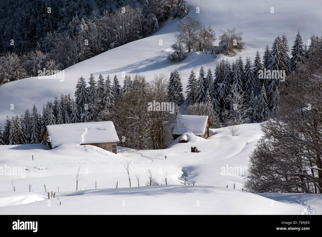 France, Jura, GTJ, Grande Traversée du Jura en raquettes, sur le côté de la charge Lion et le hameau de Magras Banque D'Images