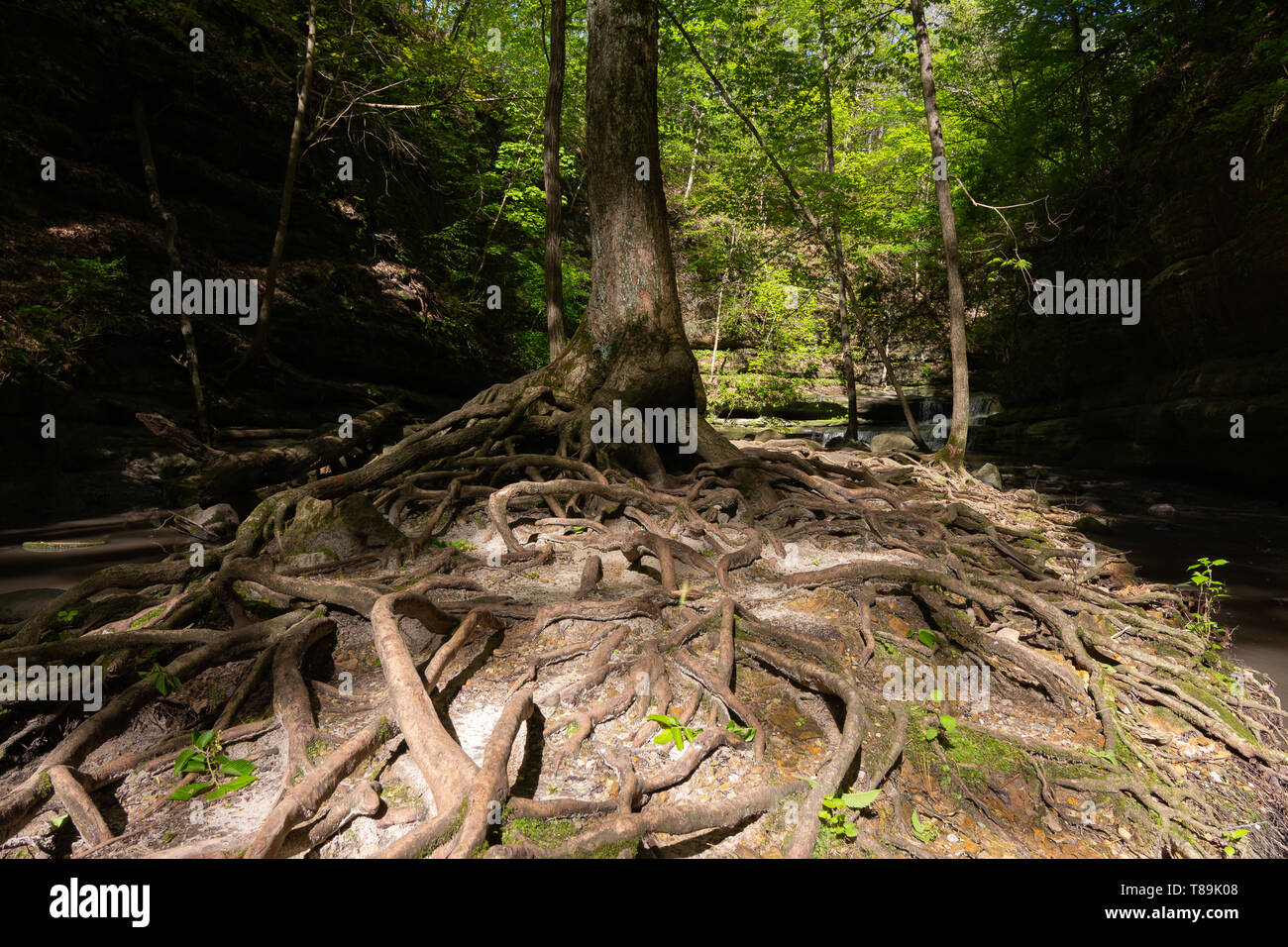 Les racines des arbres exposés dans Matthiessen State Park sur un matin de printemps. Banque D'Images