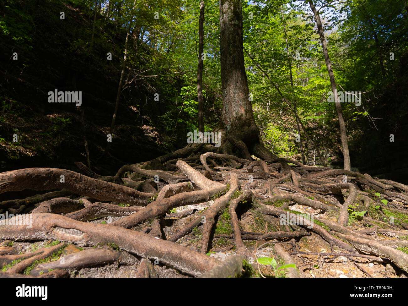 Les racines des arbres exposés dans Matthiessen State Park sur un matin de printemps. Banque D'Images