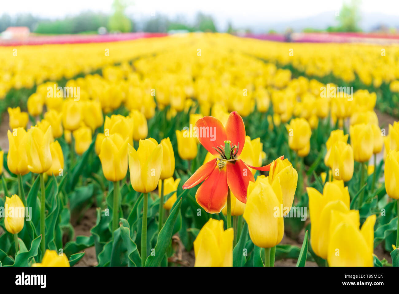 La mort rouge orange tulip parmi un champ de tulipes en fleurs jaunes au printemps. On a flower farm attraction touristique. Arrière-plan flou. Banque D'Images