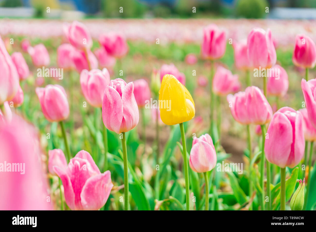 Tulipe jaune dans un champ entre les tulipes rose et blanc - une fleur différente. Sur une fleur ferme, attraction touristique. Banque D'Images