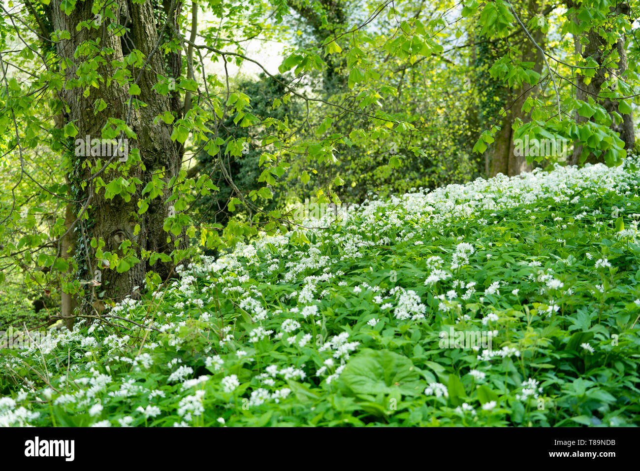 Arbre dans un bois au printemps à l'ail sauvage (ramsons), Royaume-Uni Banque D'Images