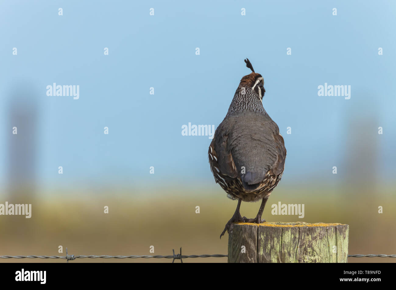 Portrait d'un colin de Californie (Callipepla californica) perching on sondage en bois, Point Reyes National Seashore, Californie, USA. Banque D'Images