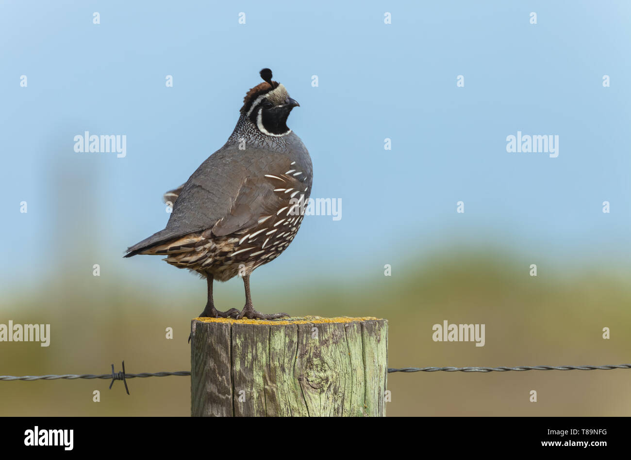 Portrait d'un colin de Californie (Callipepla californica) perching on sondage en bois, Point Reyes National Seashore, Californie, USA. Banque D'Images