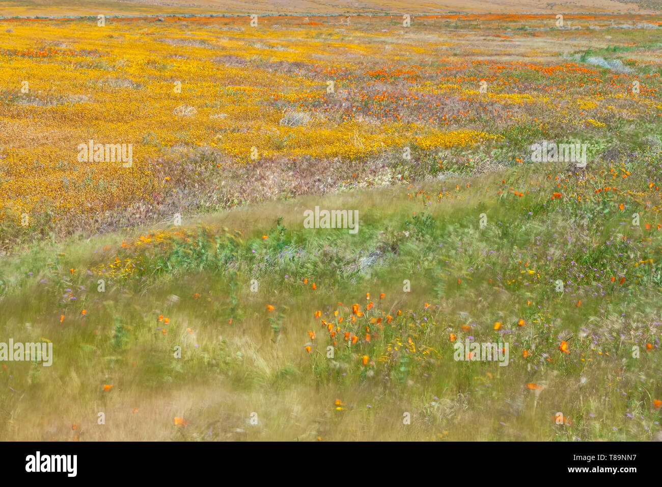 Domaine de la Californie goldfield fleurs sauvages fleurissent au début du printemps à Antelope Valley California Poppy, California, United States Banque D'Images