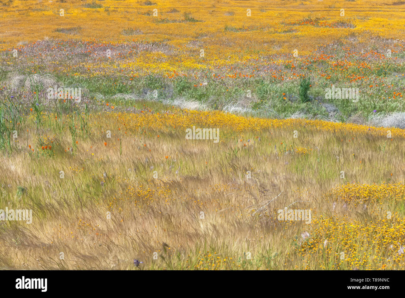 Domaine de la Californie goldfield fleurs sauvages fleurissent au début du printemps à Antelope Valley California Poppy, California, United States Banque D'Images