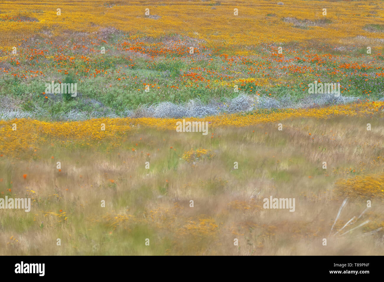 Domaine de la Californie goldfield fleurs sauvages fleurissent au début du printemps à Antelope Valley California Poppy, California, United States Banque D'Images