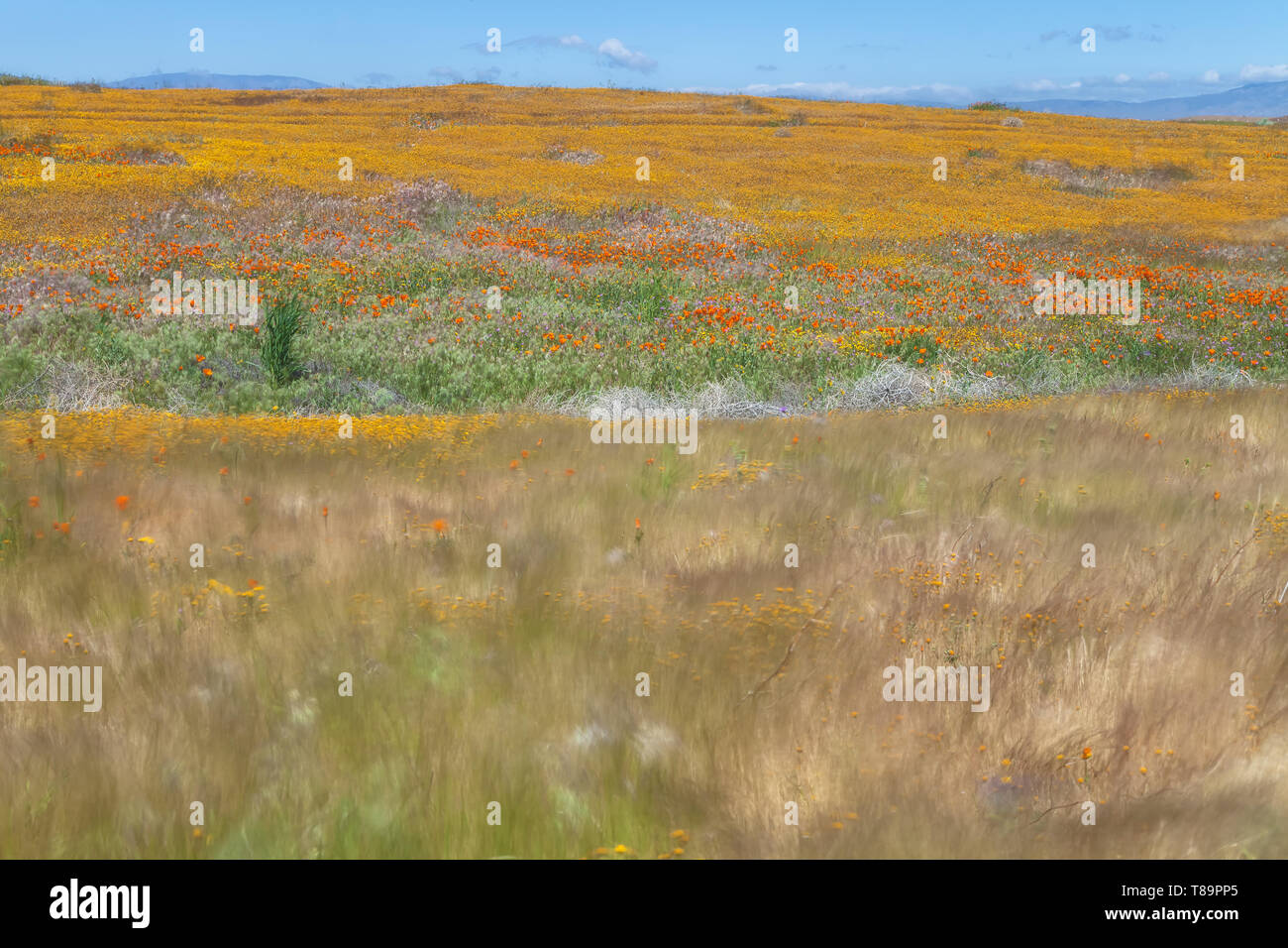 Domaine de la Californie goldfield fleurs sauvages fleurissent au début du printemps à Antelope Valley California Poppy, California, United States Banque D'Images