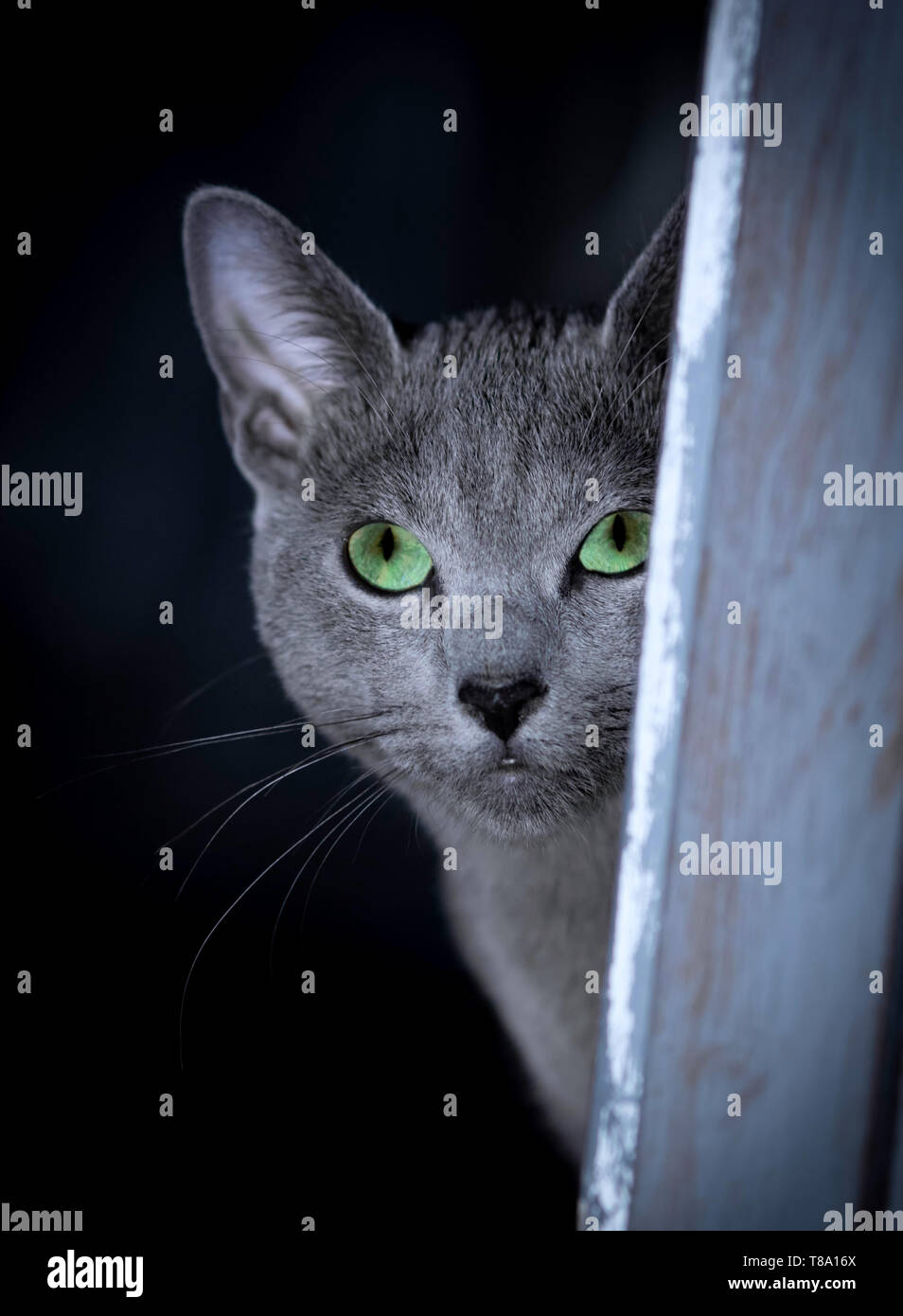 Chat bleu russe aux yeux verts assise dans le noir Banque D'Images