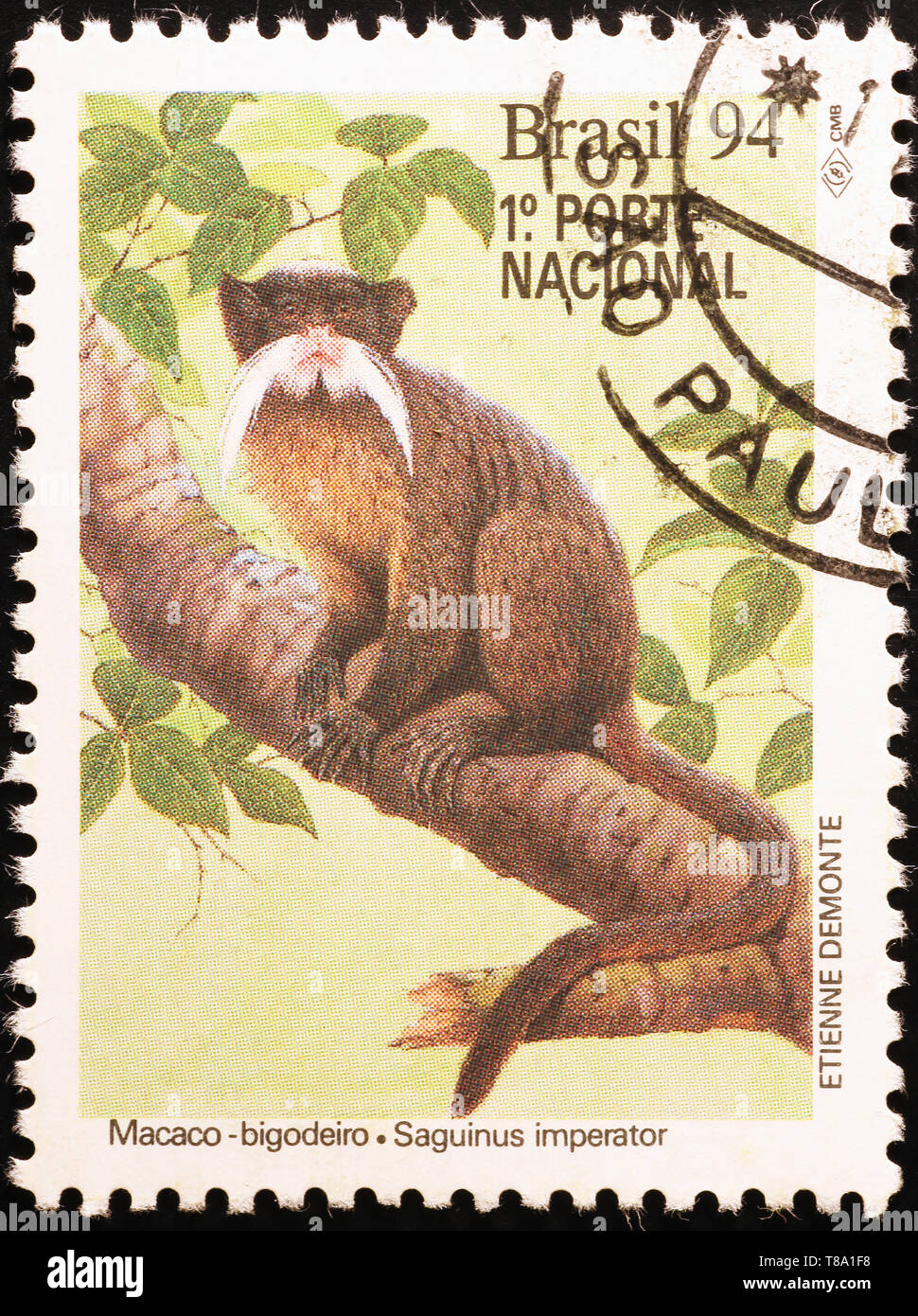Petit tyranneau monkey le timbre brésilien Banque D'Images