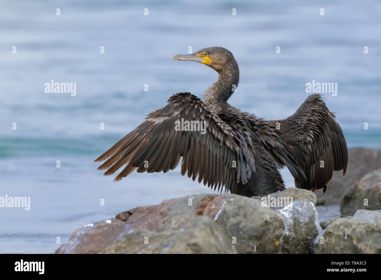 Grand Cormoran - Phalacrocorax carbo grand cormoran sécher son plumage sur le soleil après la plongée pour les poissons en Australie, l'Europe. Banque D'Images