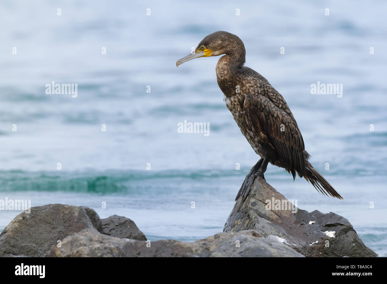 Grand Cormoran - Phalacrocorax carbo grand cormoran sécher son plumage sur le soleil après la plongée pour les poissons en Australie, l'Europe. Banque D'Images