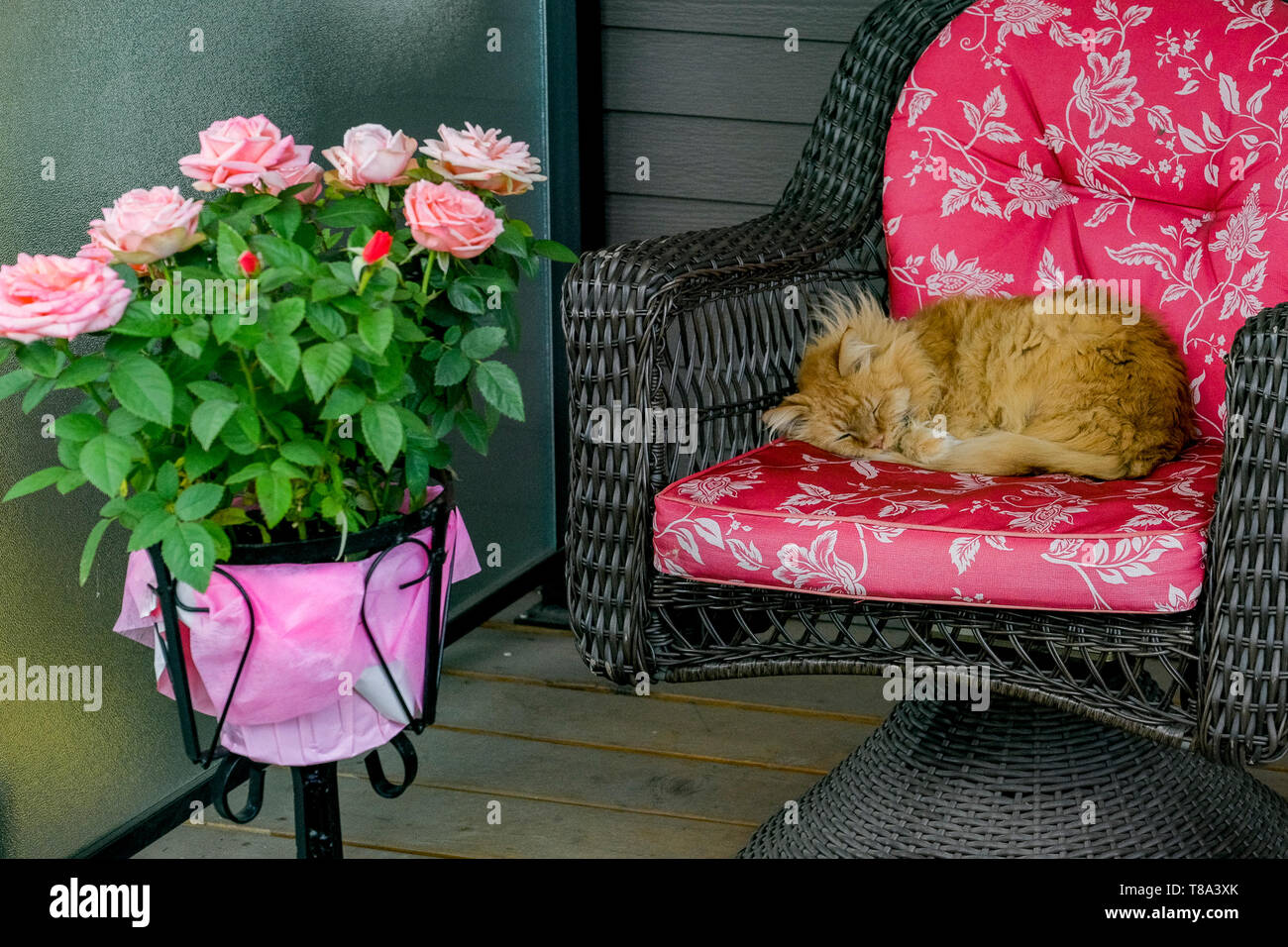 Sommeil de chat sur coussin de chaise Banque D'Images